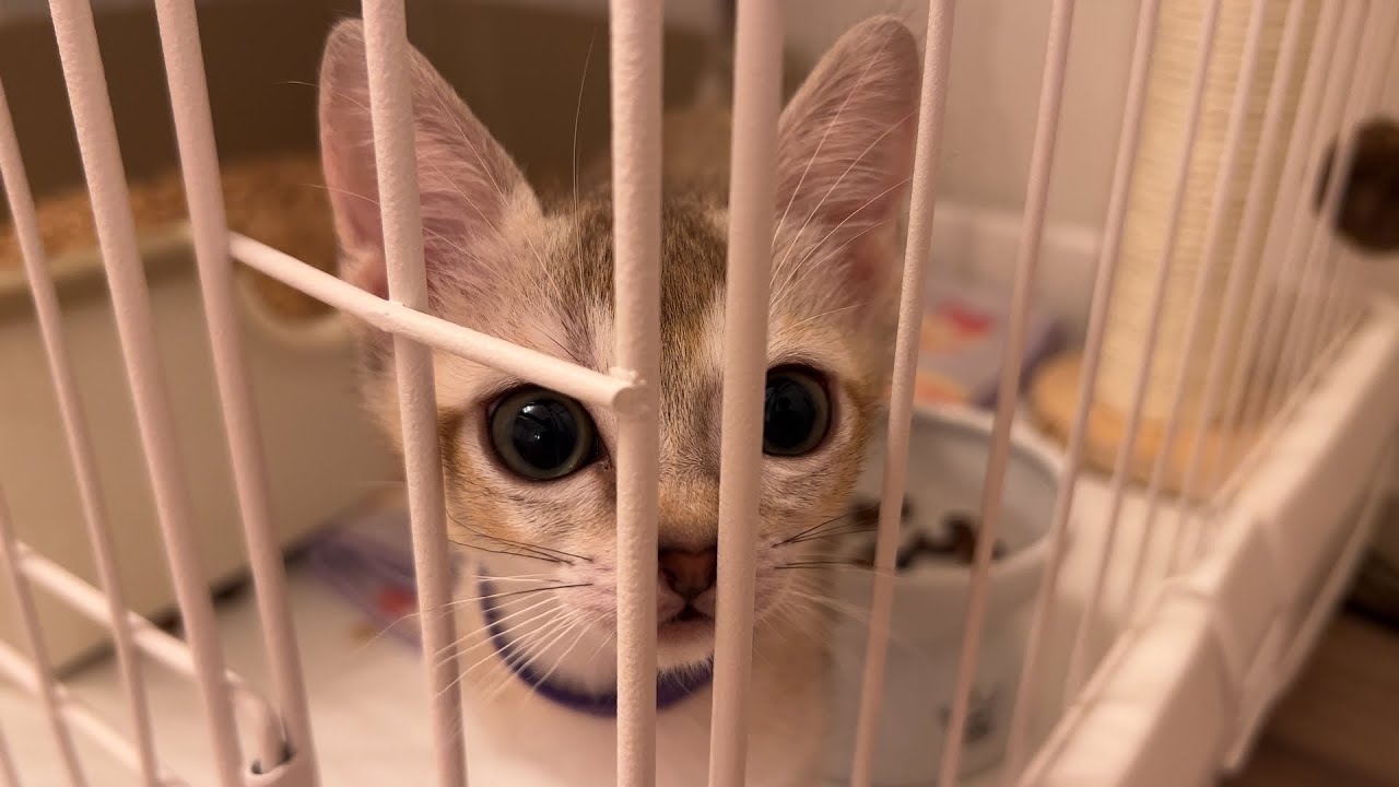 家に来た子猫が鳴き止みません、、、【シンガプーラ】