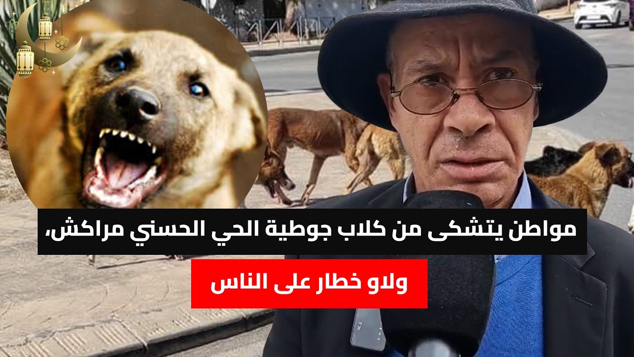 مواطن يتشكى من كلاب جوطية الحي الحسني مراكش، ولاو خطار على الناس