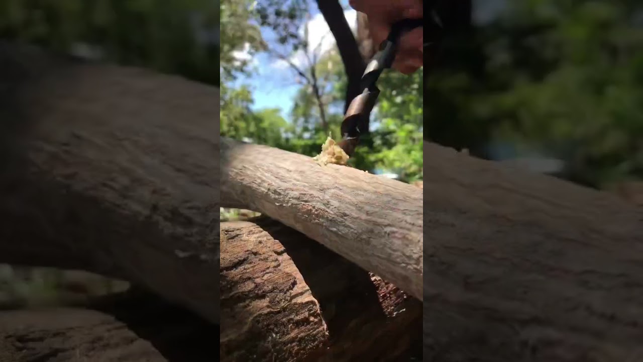 Acampamento solo na floresta tropical &uacute;mida