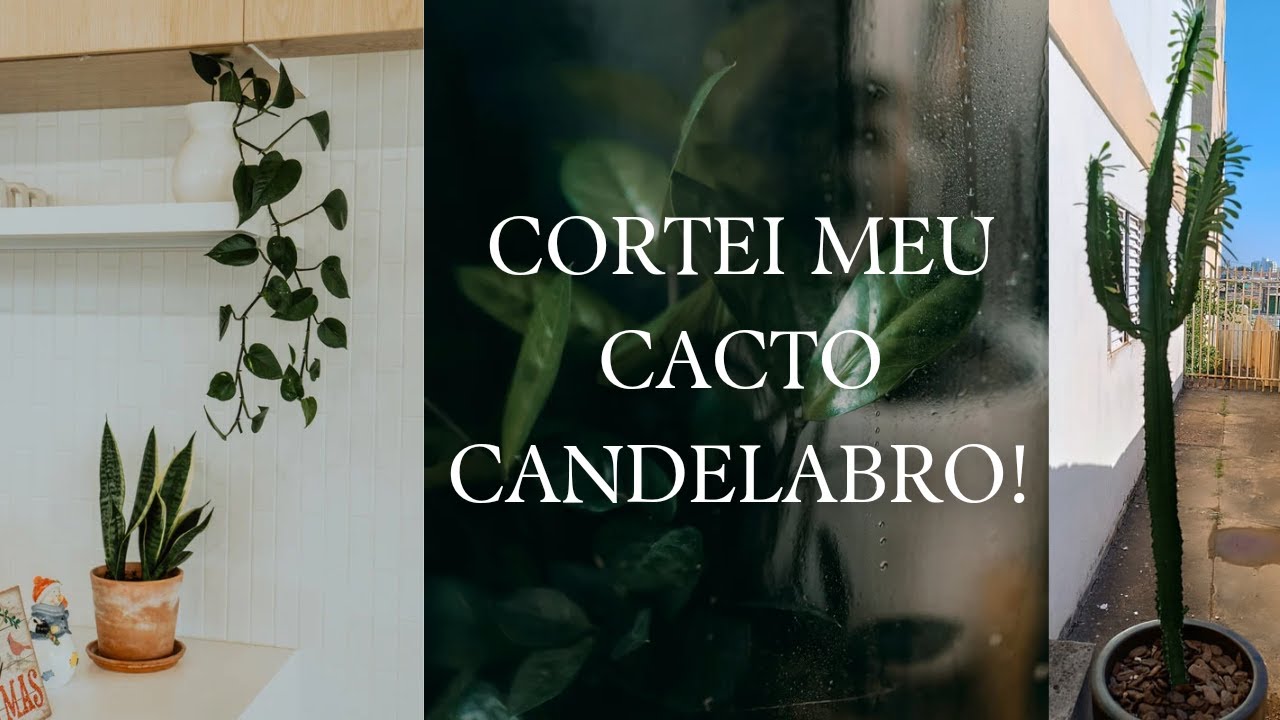 COMO CORTAR UM CACTO CANDELABRO, Euphorbia ingens