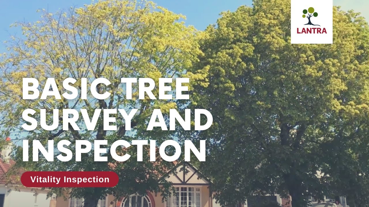 Basic Tree Survey and Inspection - 1. Vitality Inspection