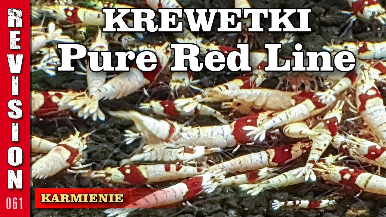 #061  KREWETKI PRL - Karmienie krewetek Pure Red Line, linia Benibachi