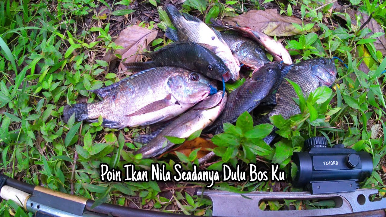 Maser Ikan Nila Poin Seadanya Dulu Bos Ku Dua Jari Tiga Jari Kita Pukul Saja 