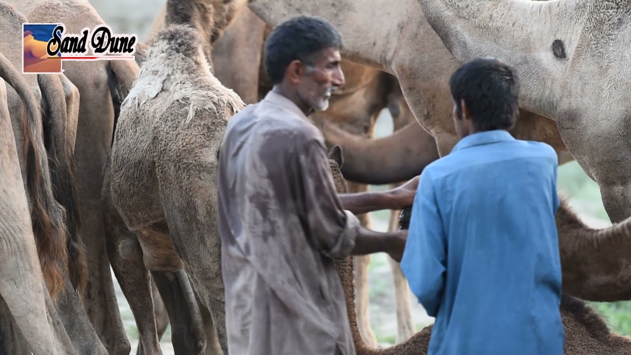 Camels treatment of fever and mouth sore at the open ground of Thar desert#beauty of Thar