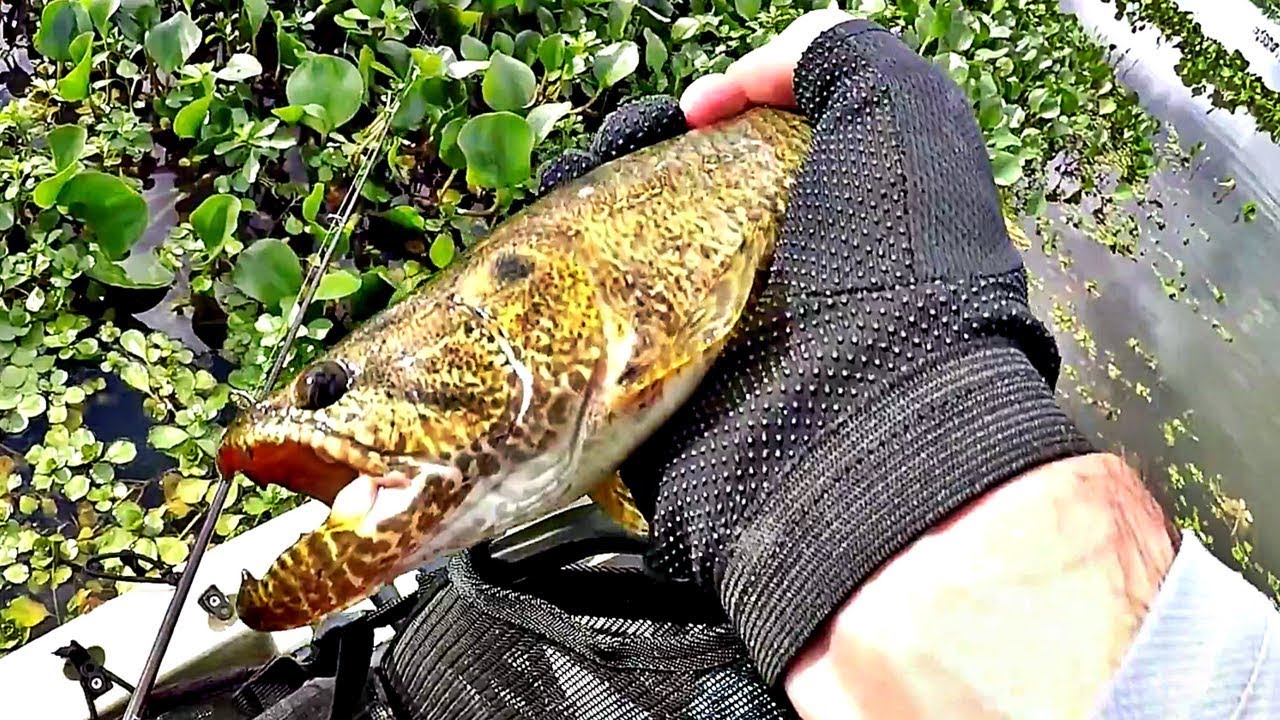 CARDUME DE TRA&Iacute;RA NAO RESISTE a Z-man MinnowZ - PESCARIA
