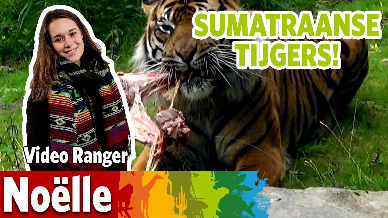 Ik laat de Sumatraanse tijgers naar buiten!