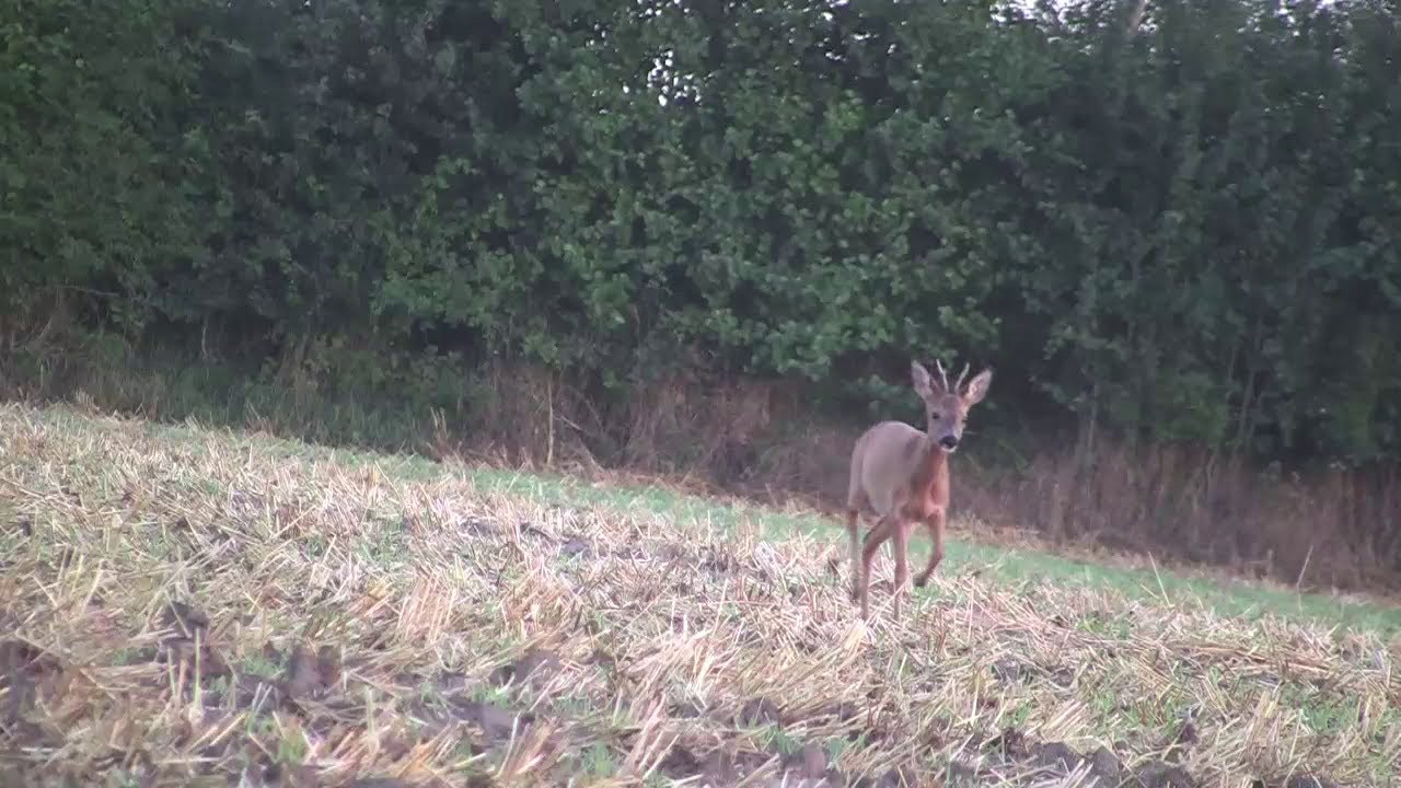 Mit mir im Revier- Blattjagd 4 B&ouml;cke!