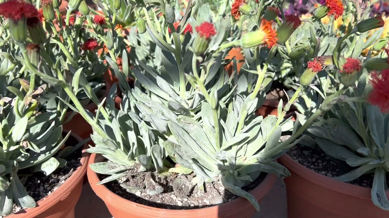 Senecio Cephalophorus 