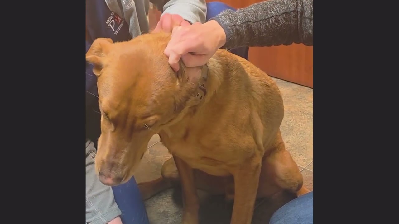 How-To: Clean Your Dog's Ears