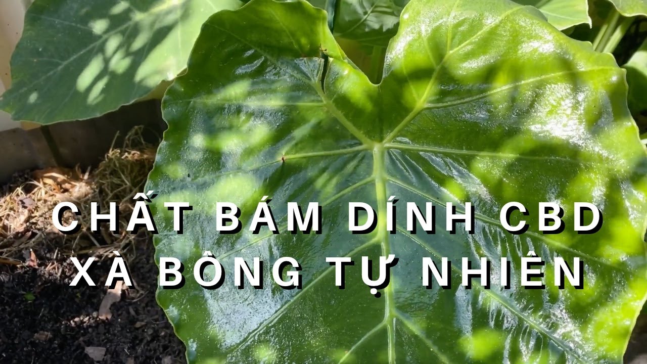 Chất Bám Dính CBD cho Thuốc Trừ Sâu Toan Trinh