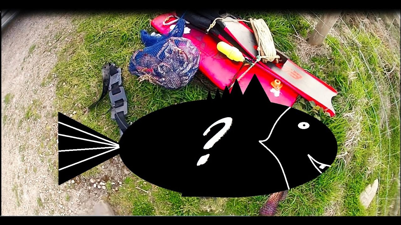 La  chasse sous-marine d'Avil , ça Donne Quoi ??  #spearfishing  #bretagne  #pêche