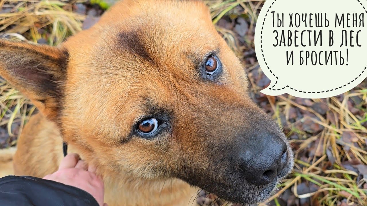 Прогулка по бобрам и лесам 34 ноября. Пёс Кубик отказался заходить в лес! Нашла грибы, ягоды и желе