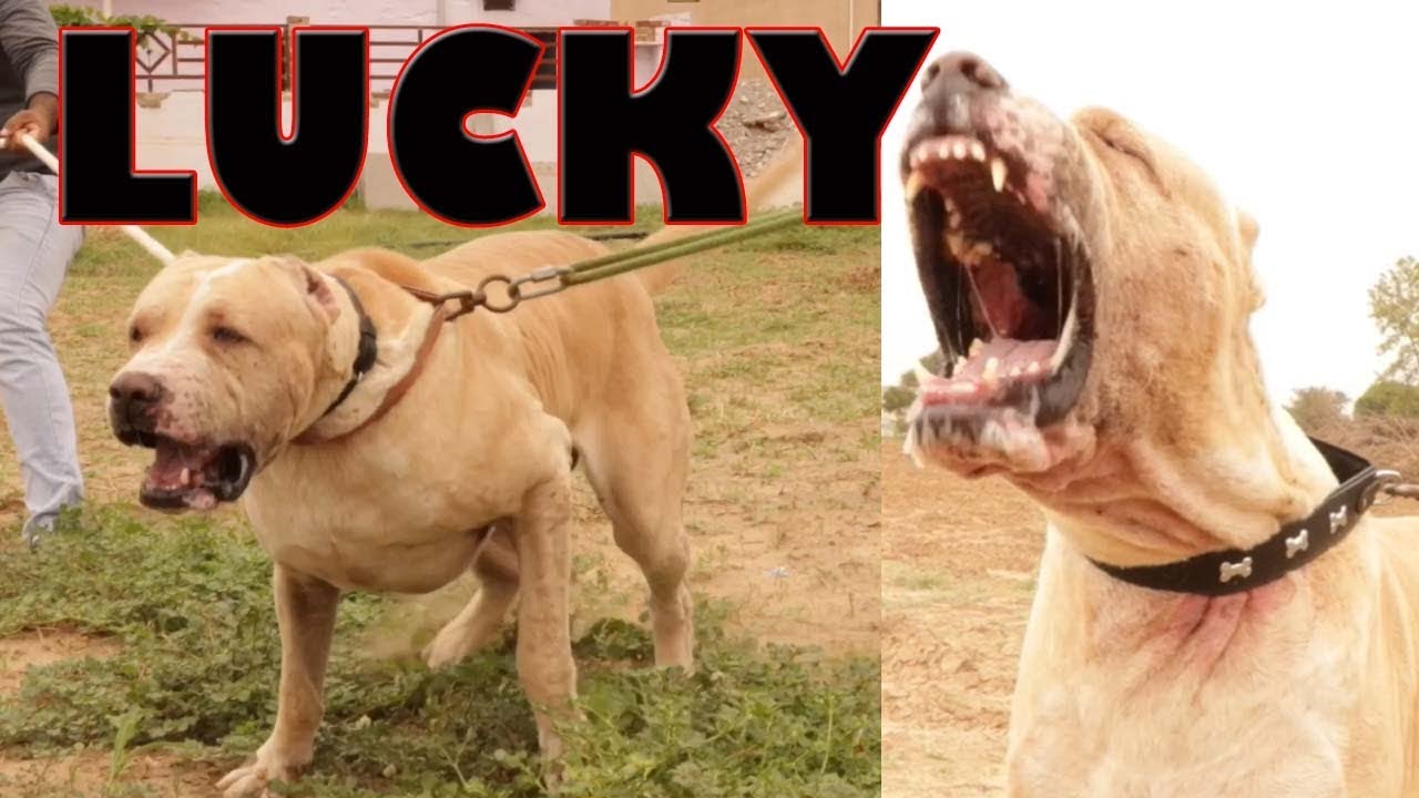LUCKY BULLY DOG BULLY KUTTA