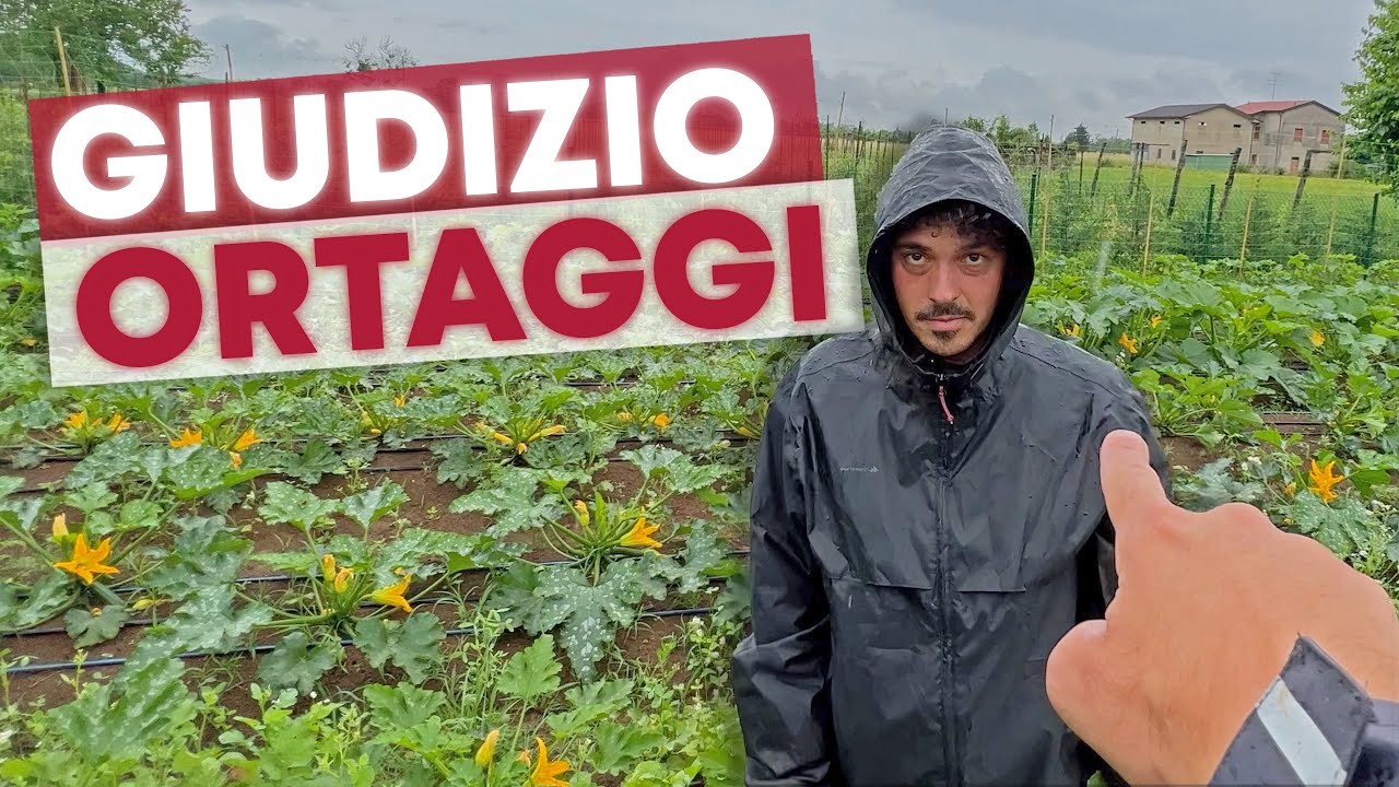 Il Fede si LAMENTA SEMPRE