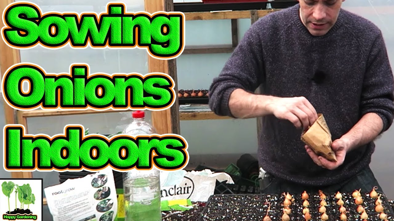 Starting Onion Sets In Modules
