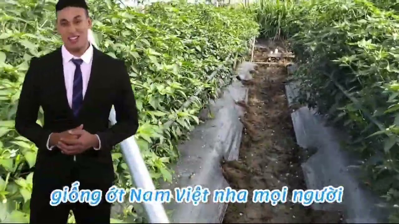 Ớt đẹp và hái ớt gặp giá cao