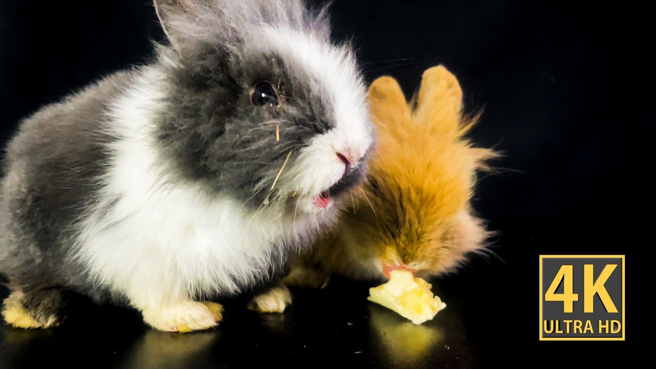 “Wow! He eats like a bear!” 😲