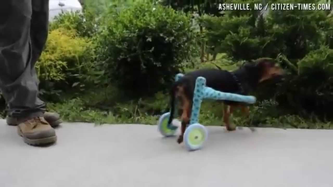 Cani disabili tornano a correre... Un video che emozionerà!