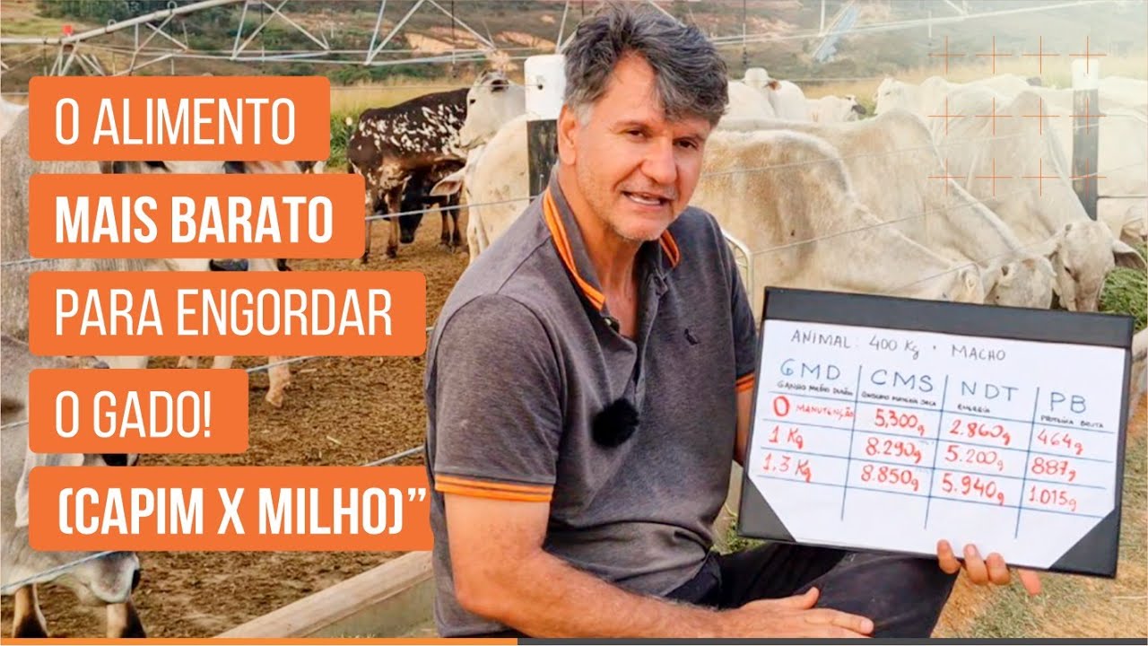 O ALIMENTO MAIS BARATO PARA ENGORDAR O GADO! (CAPIM x MILHO) 🌱💰