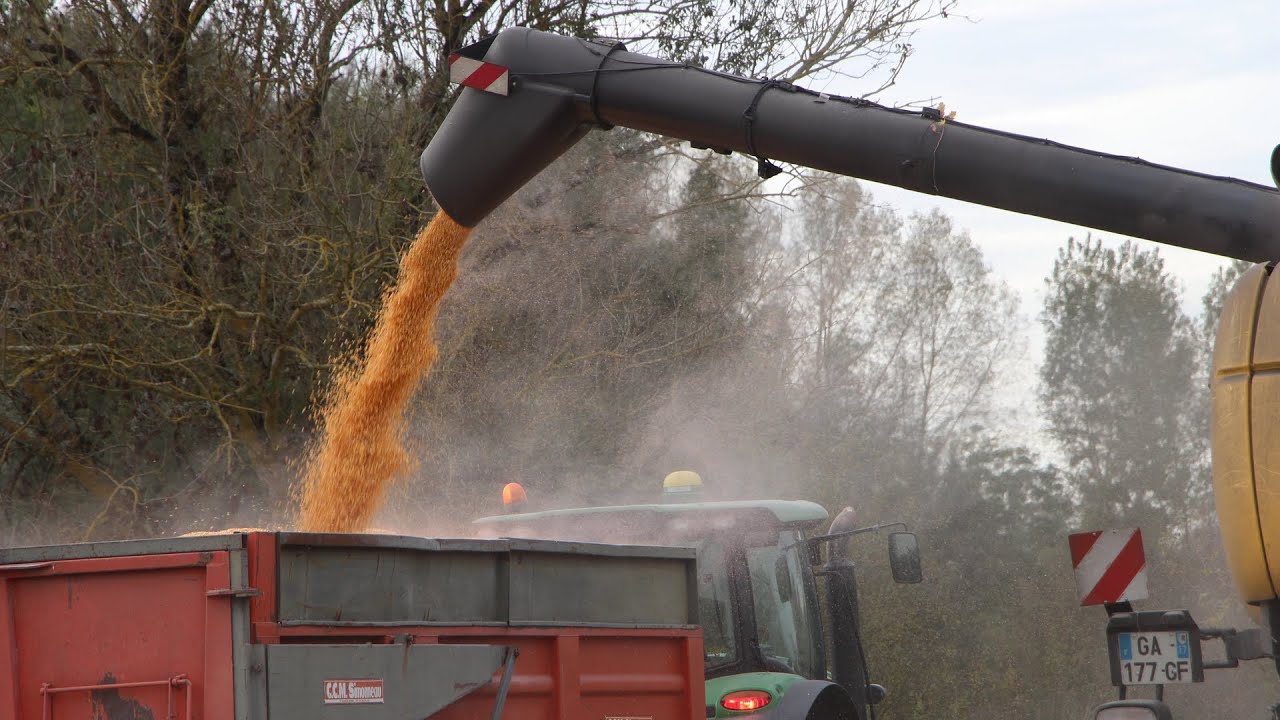 Sécher le maïs grain au bois déchiqueté