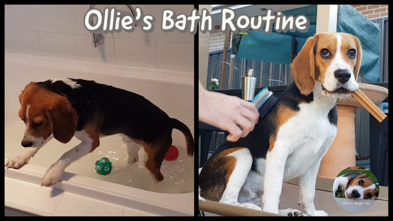 How To Bathe and Groom a Beagle - From Start to Finish