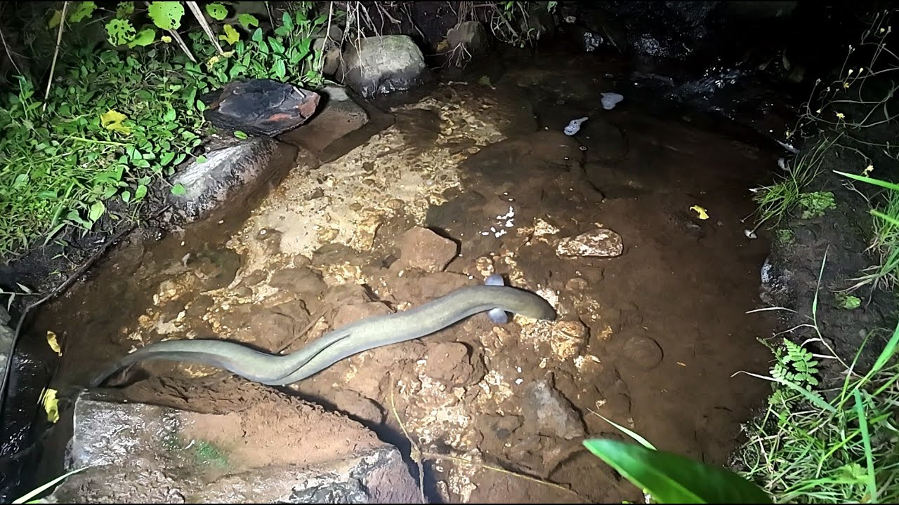 Feeding Eels 29 Jan 2026