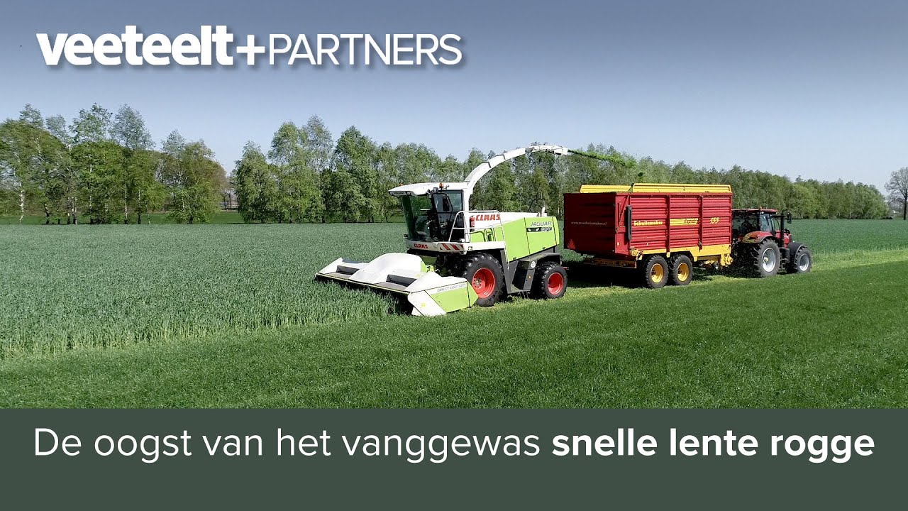 De oogst van het vanggewas Snelle Lente Rogge
