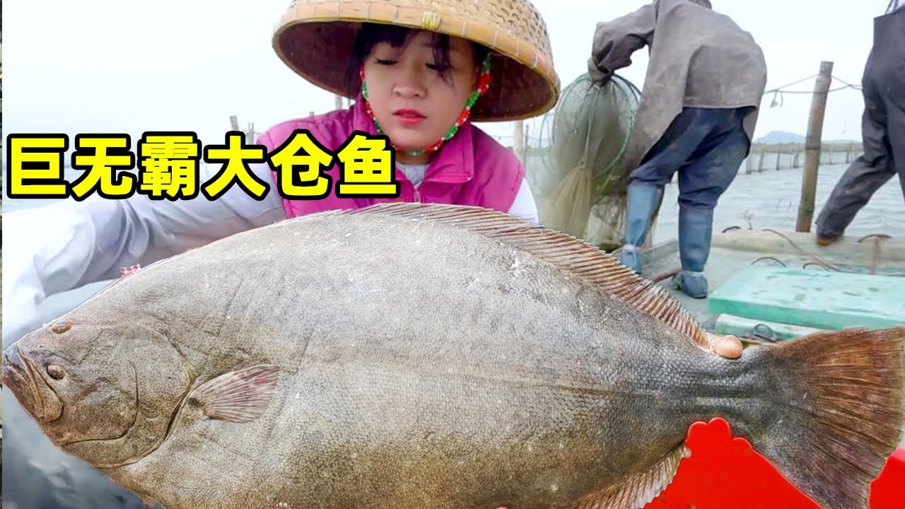 阿渔妹赶海碰上巨无霸，二百多一条的大仓鱼，刚抓起就发生意外太吓人！【阿渔妹】