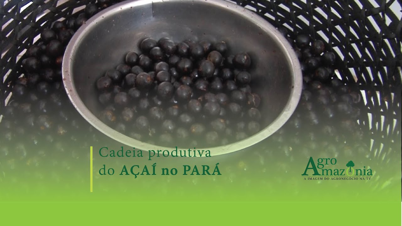 Cadeia Produtiva do Açaí no Pará