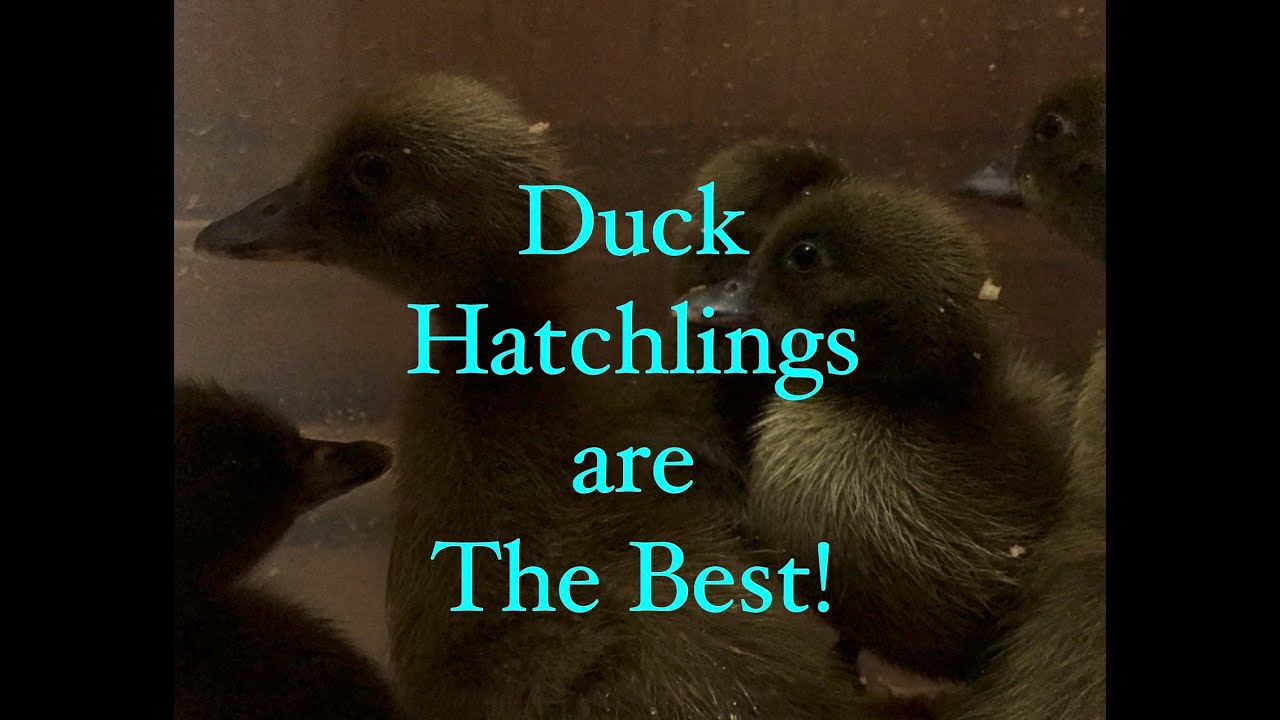 Khaki Campbell Duck Hatchlings Are The Best~