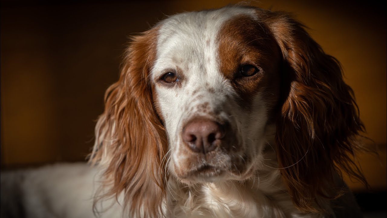 Gundog Training - Why I bought a remote dummy launcher