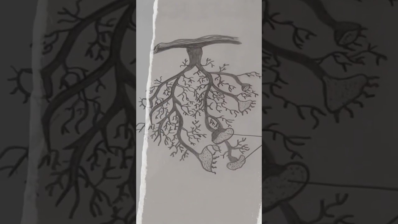fruticose lichen I bsc botany I botany project #shorts #bsc #botany #botanyfacts