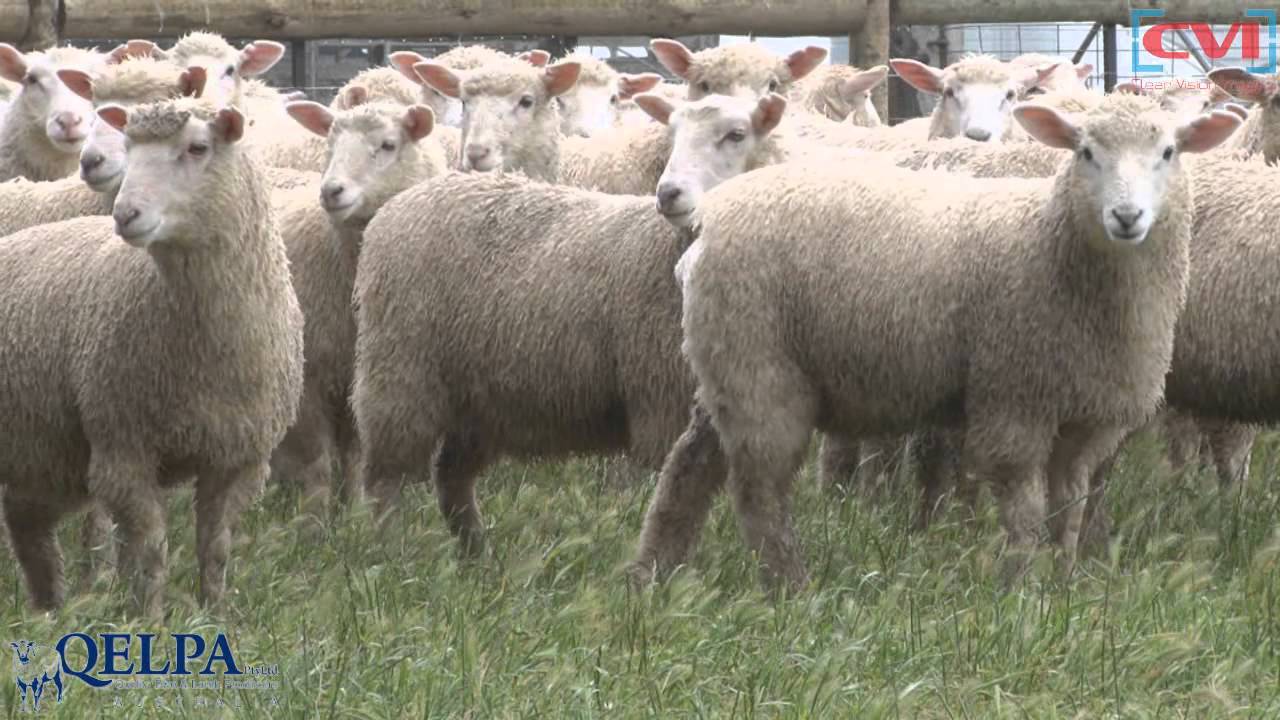 7448546 Berachah Maternal Lambs QELPA