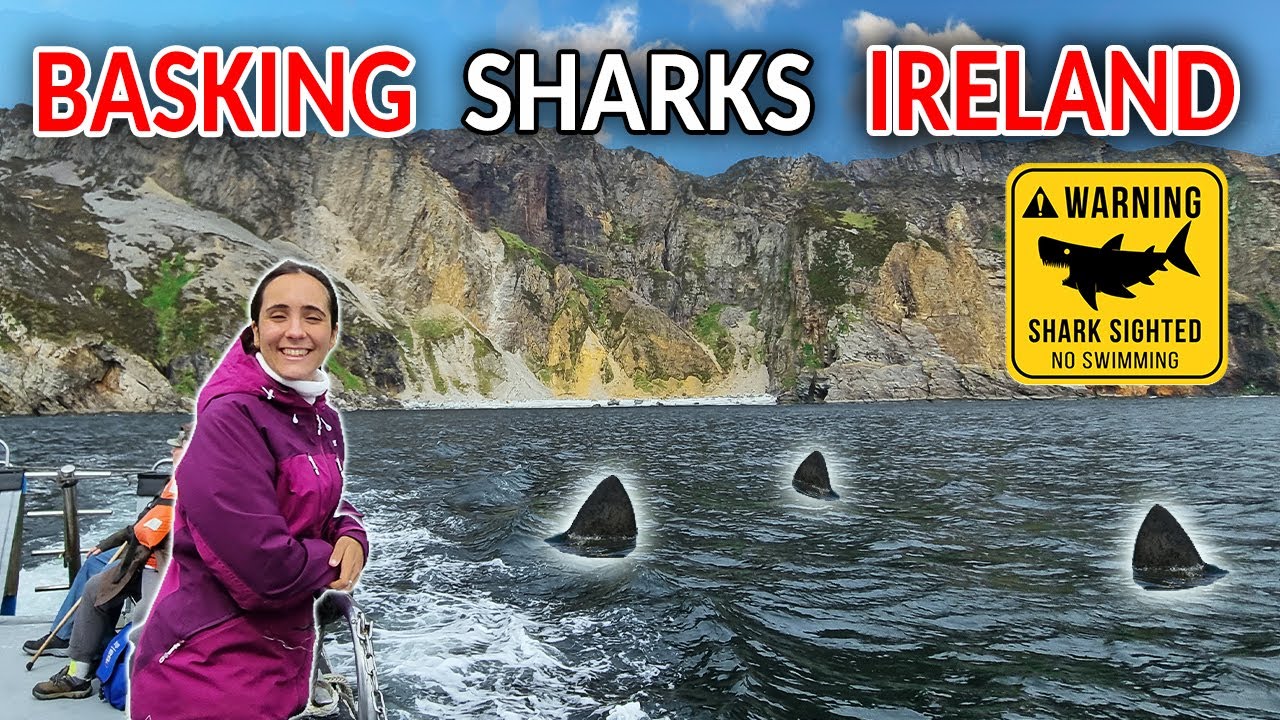 Ultimate Wild Atlantic Way Trip: Sharks & Van Life in Donegal!