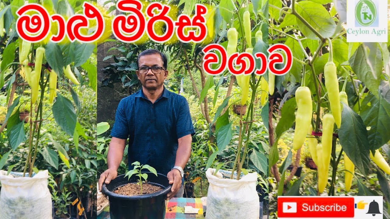 How to grow capsicum in a pot |මාළු මිරිස් වගාව | Ceylon Agri | Episode 16