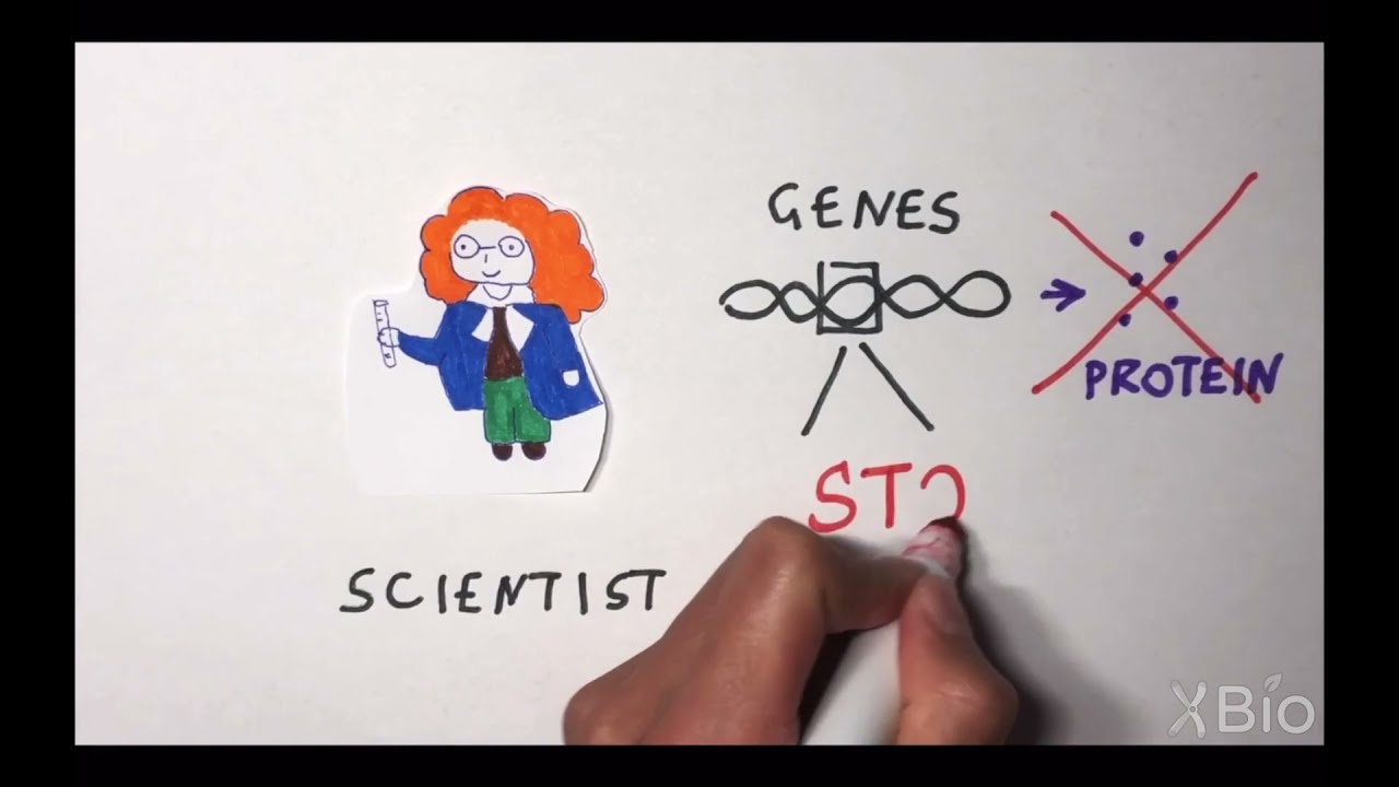 Gene Knockout