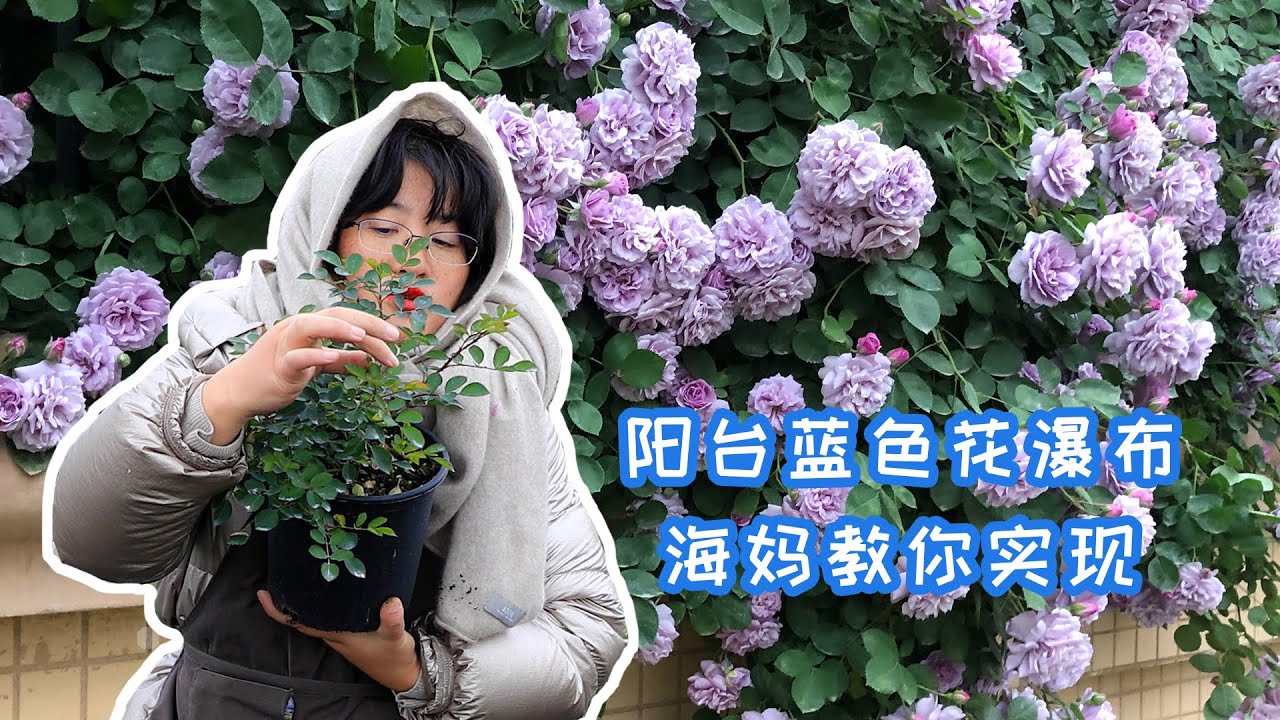 【海妈园艺课堂】阳台蓝色花瀑布，海妈教你实现！