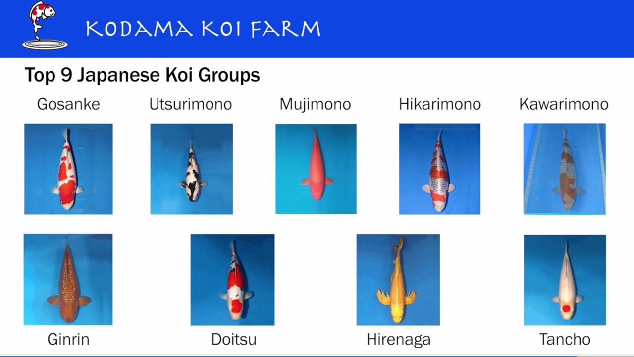 Top 9 Groups of Japanese Koi Varieties