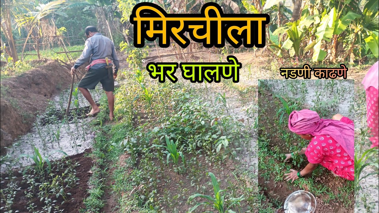 मिरचीला भर कशी द्यायची 🌱ll सोबतच नडणी काढणे ll#kokan #villagelife #farming 