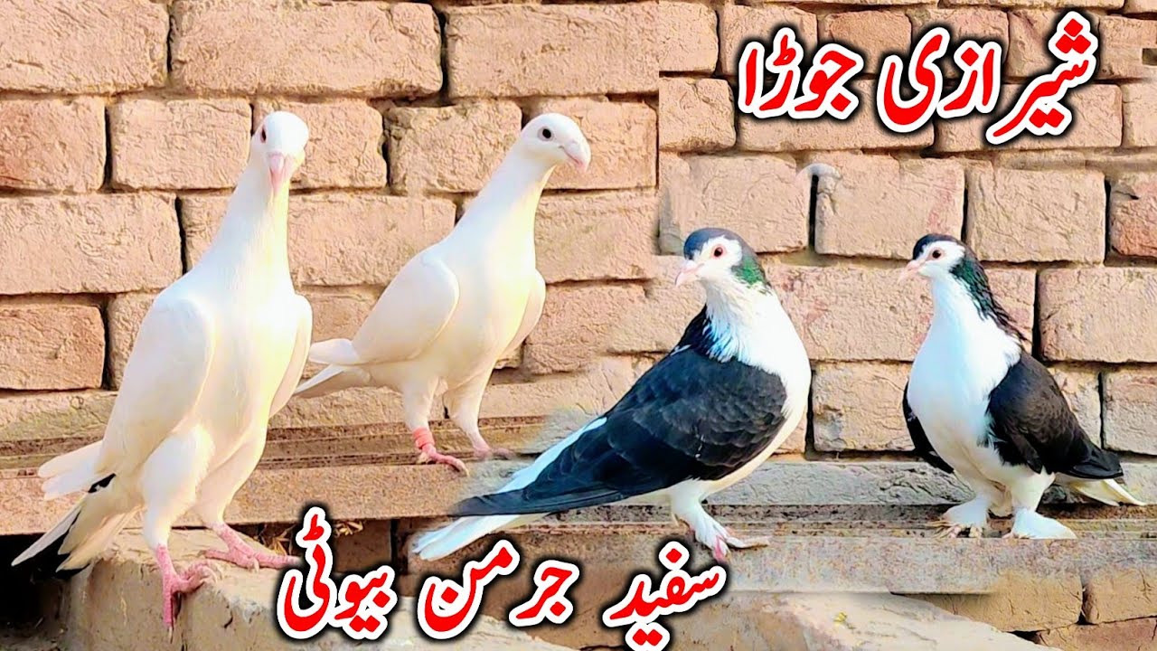 White German Beauty Pigeon For Sale | Sherazi Pigeon | Racer Pigeon In Pakistan