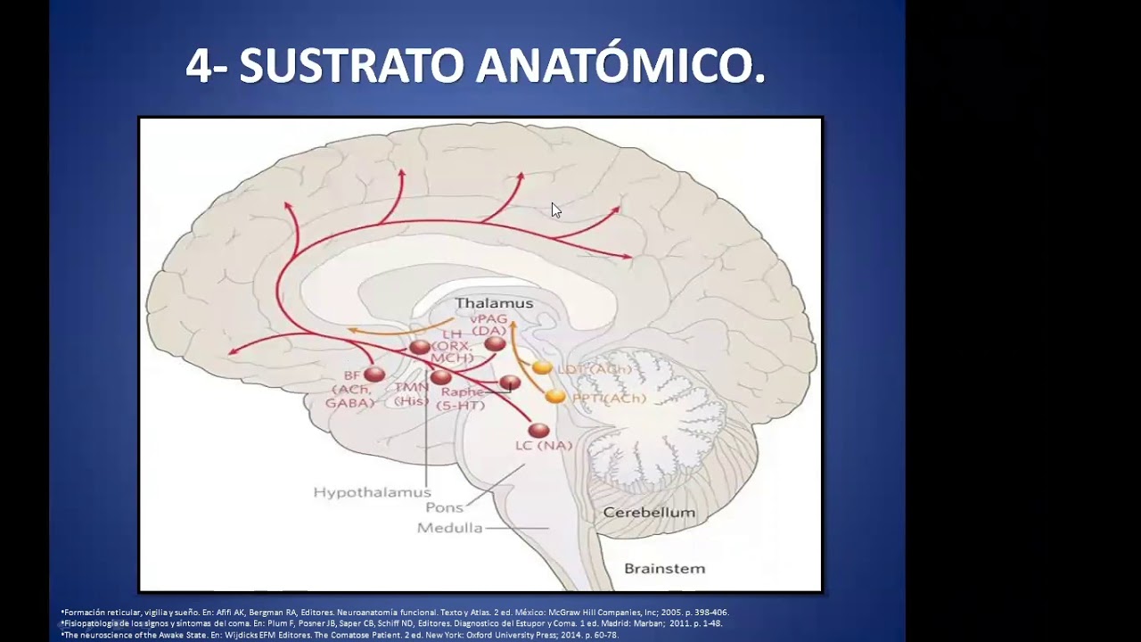 Anatom&iacute;a de la consciencia