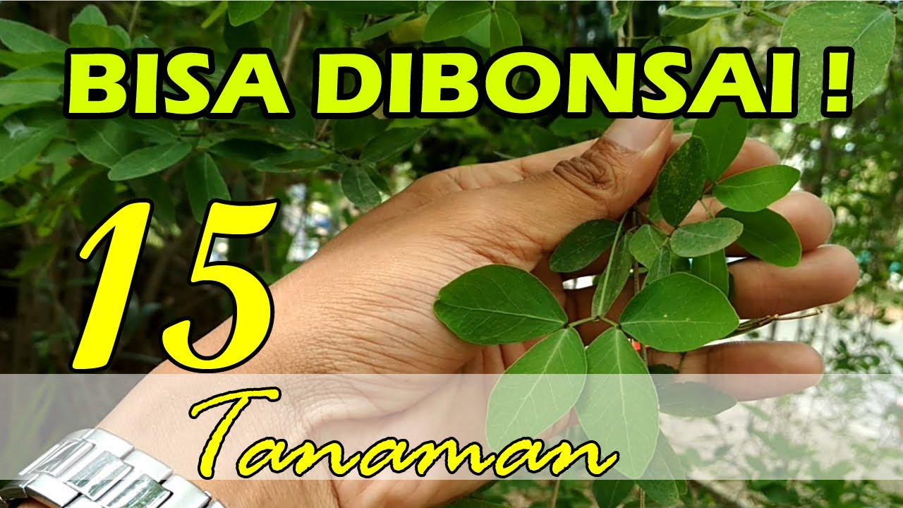 Jenis Tanaman Sekitar yang bisa Dijadikan Bonsai dan Contoh Bentuk Bonsainya