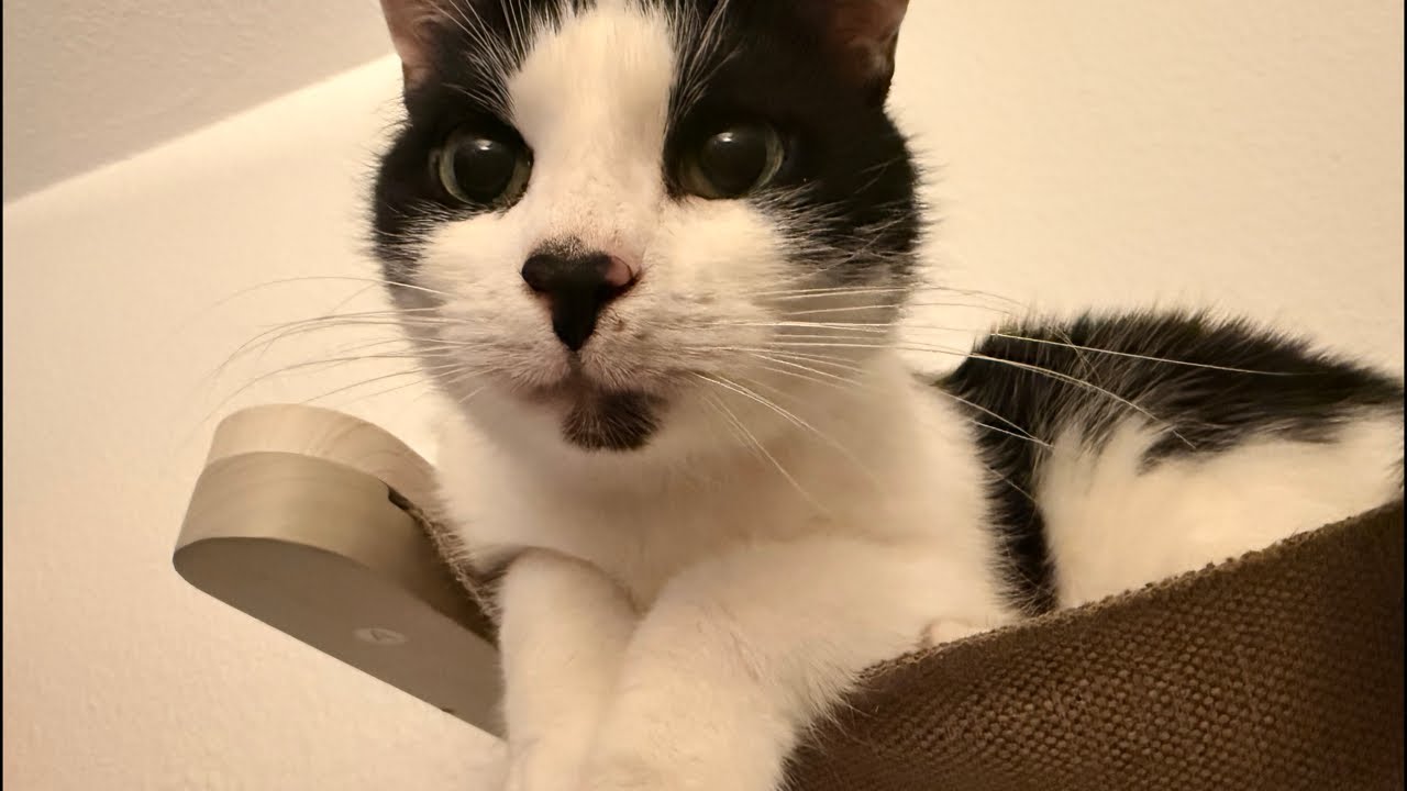 Catzarelove überträgt einen Livestream.