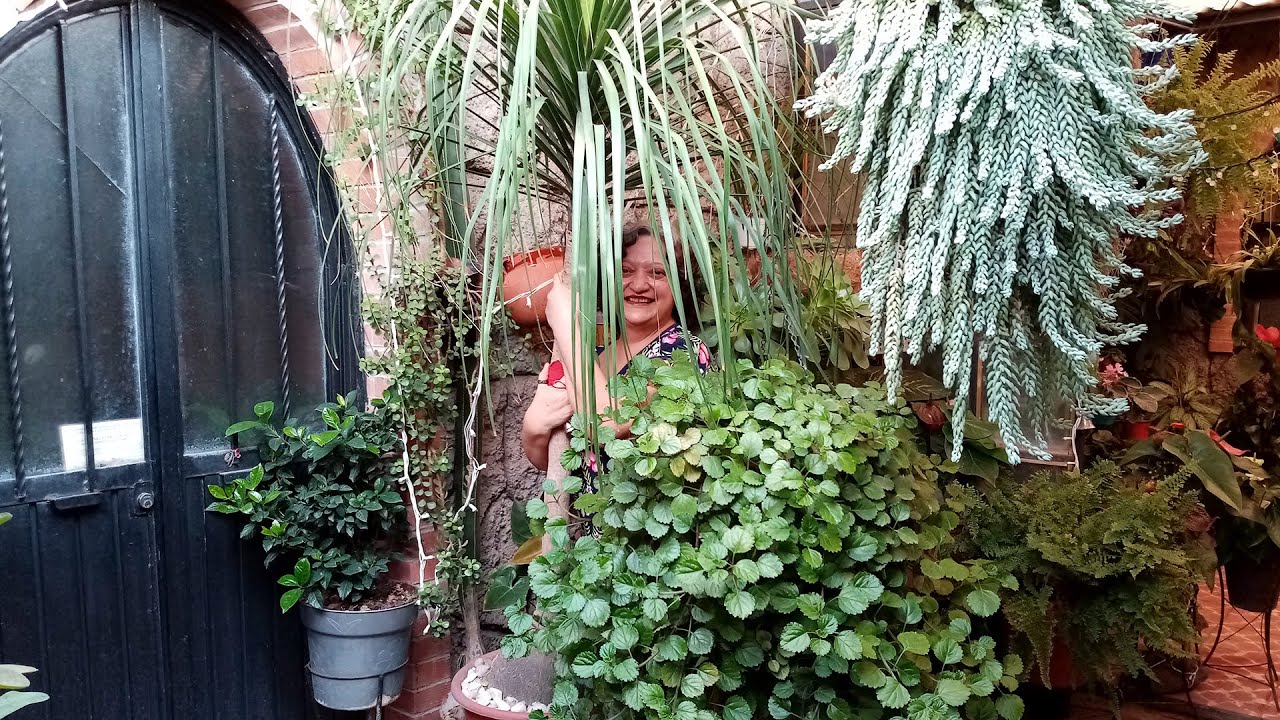 Plantando Pata de Elefante en el Mejor Sustrato