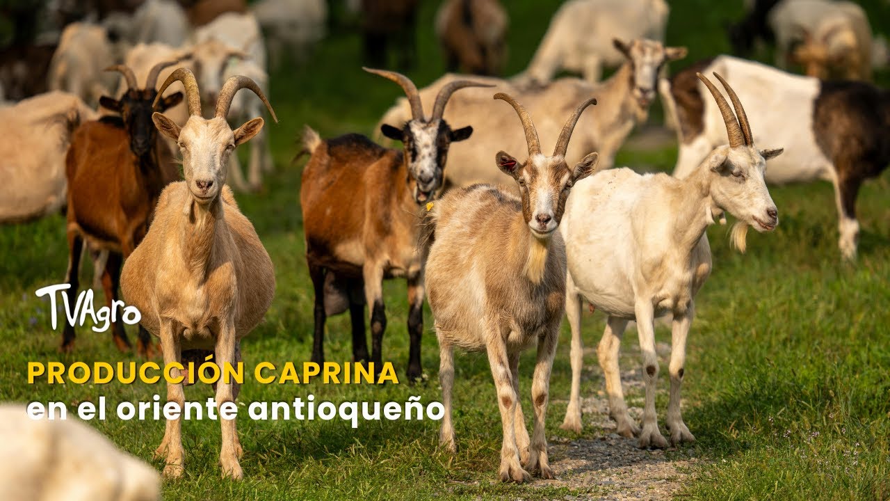 Producción caprina en el oriente antioqueño - TvAgro por Juan Gonzalo Angel