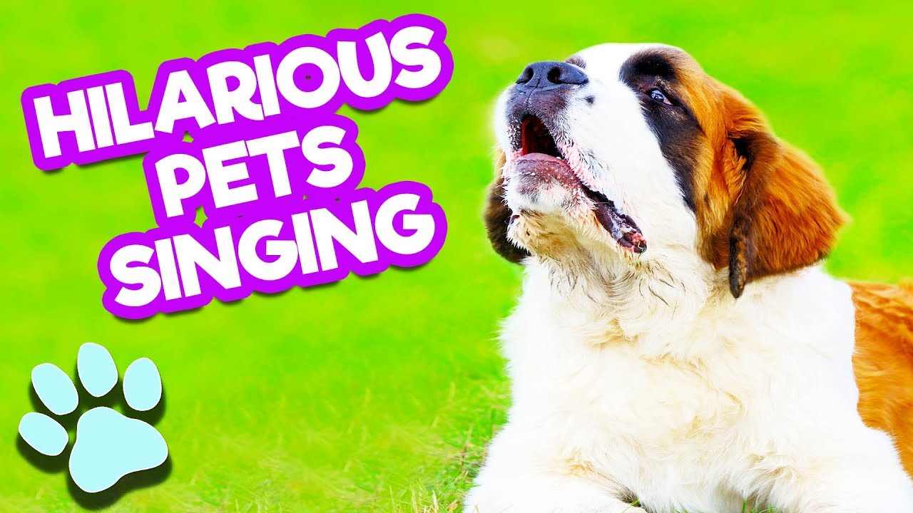 Hilarious Pet Singers | Try Not To Laugh Challenge | #thatpetlife