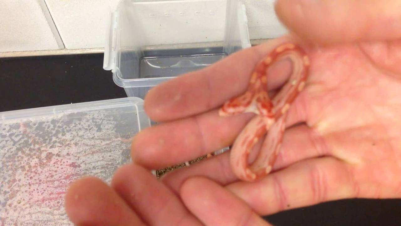 Update 2 koppige slang (2 headed snake)