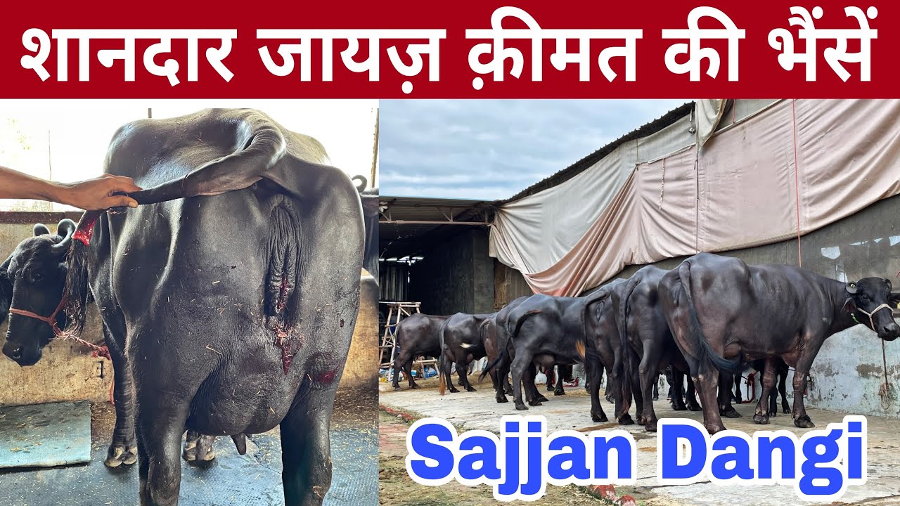 9416070111, 7404691415👍💪10 to 30  Buffaloes available for sale at Farm 🌹🌹