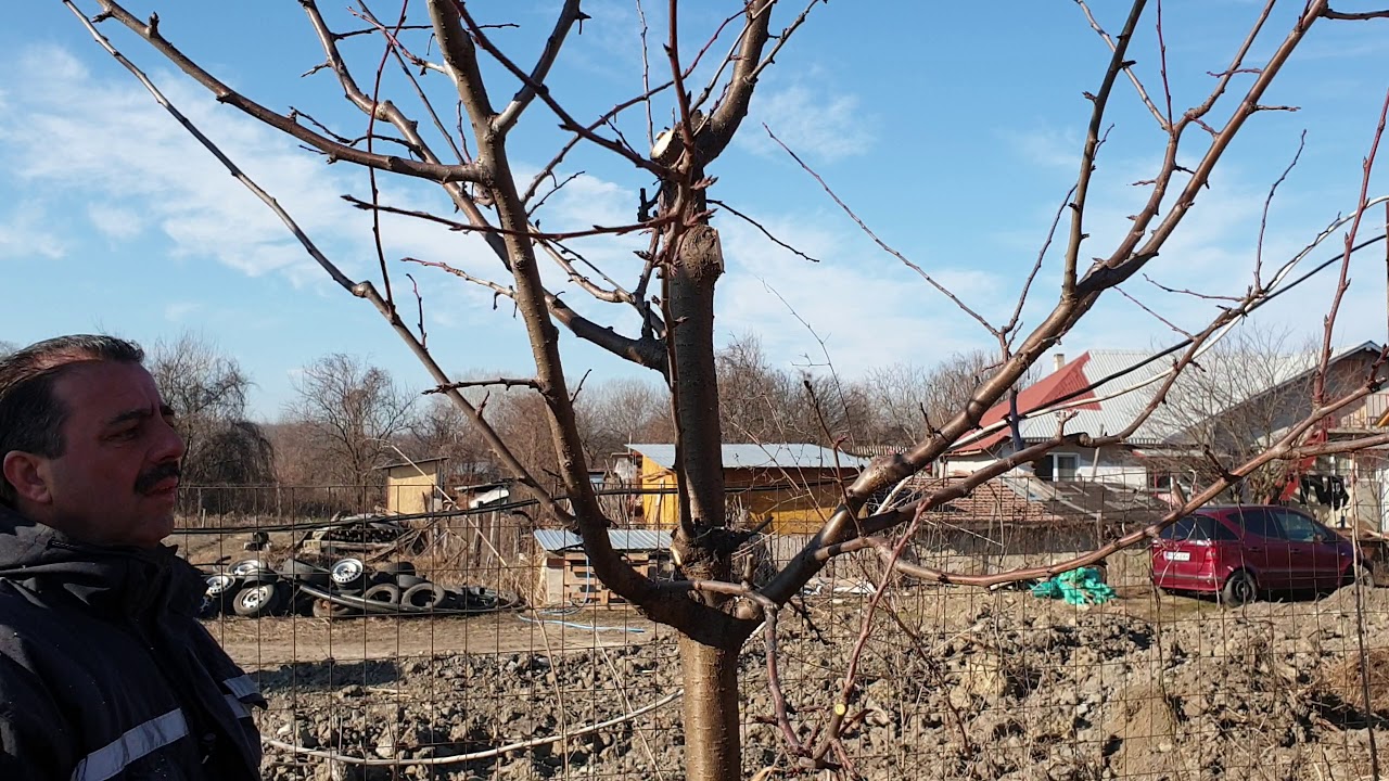《15》Tăieri la prun 