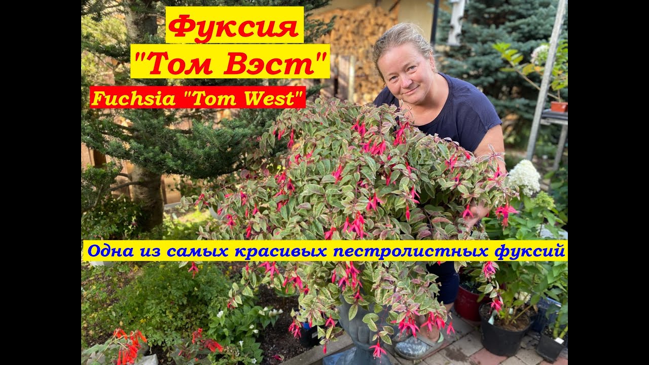 Фуксия Том Вэст Fuchsia Tom West